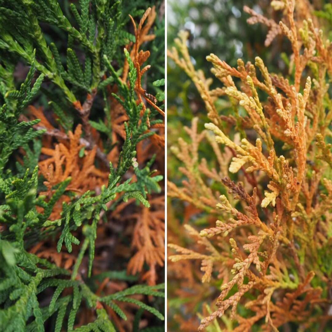 Пожелтение бывает очень разное. И вызвано оно может быть заболеваниями или вредителями. А может быть естественным процессом, который свойственен хвойным.