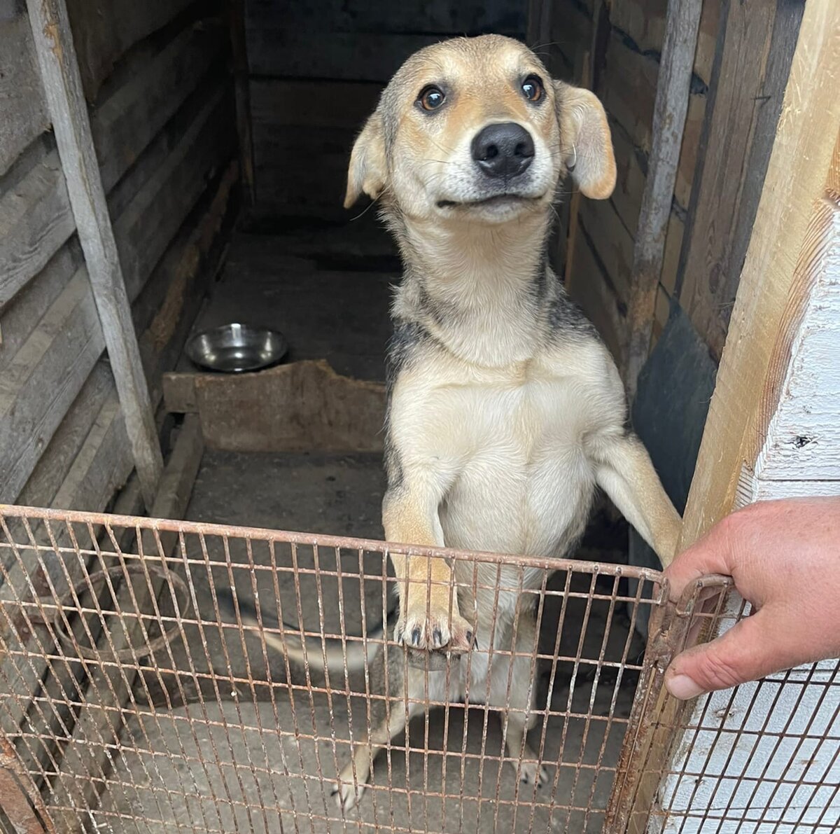 Эту собаку сильно испугались люди и вызвали на неё отлов 