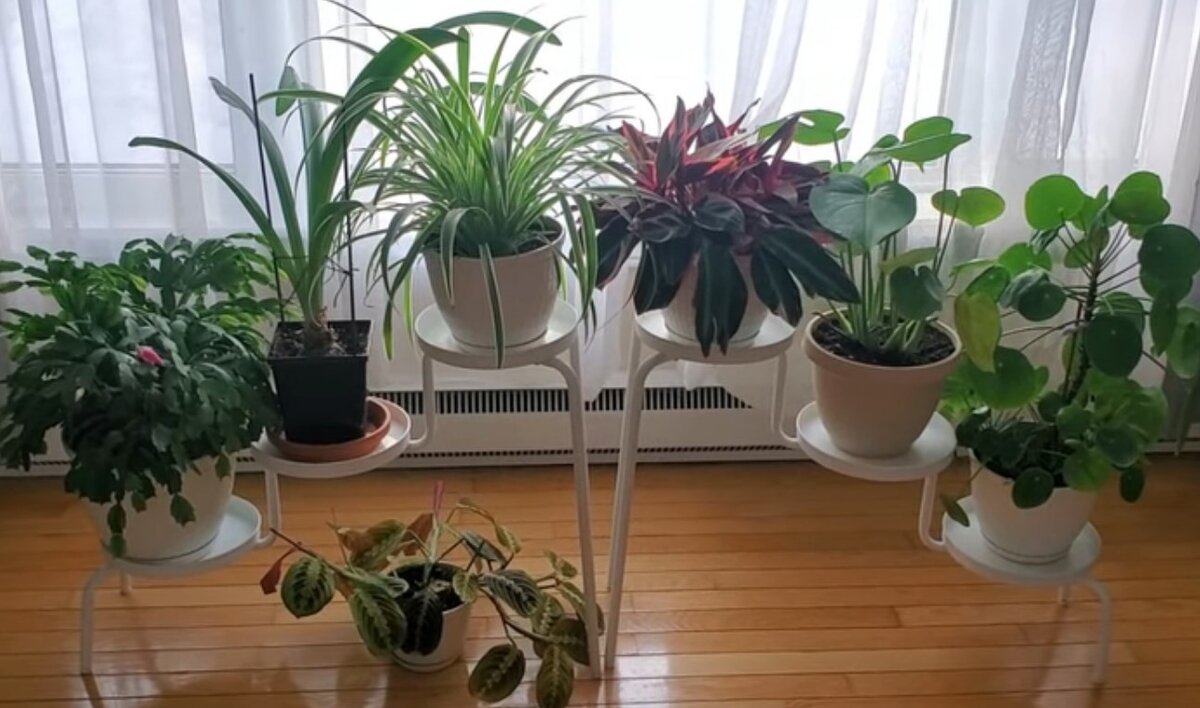 Комнатные растения, микс. Кто смелый, перечислите в комментариях)))