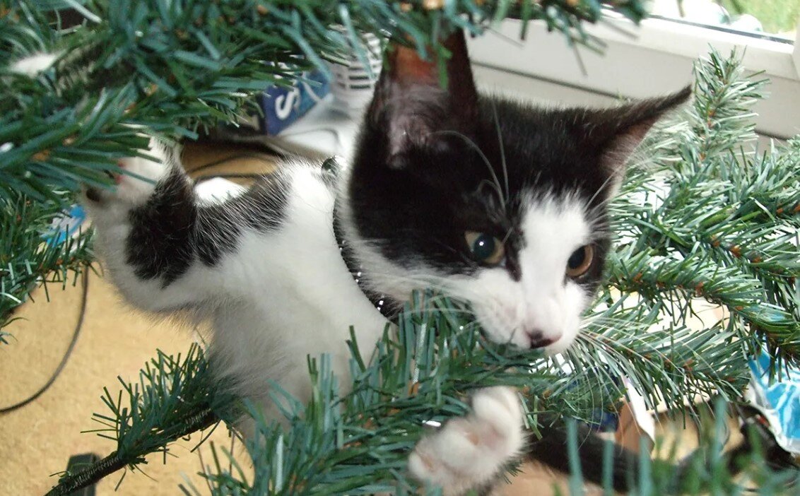 Котенок кусает ветку