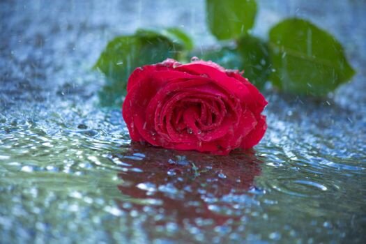 Картинки из интернета