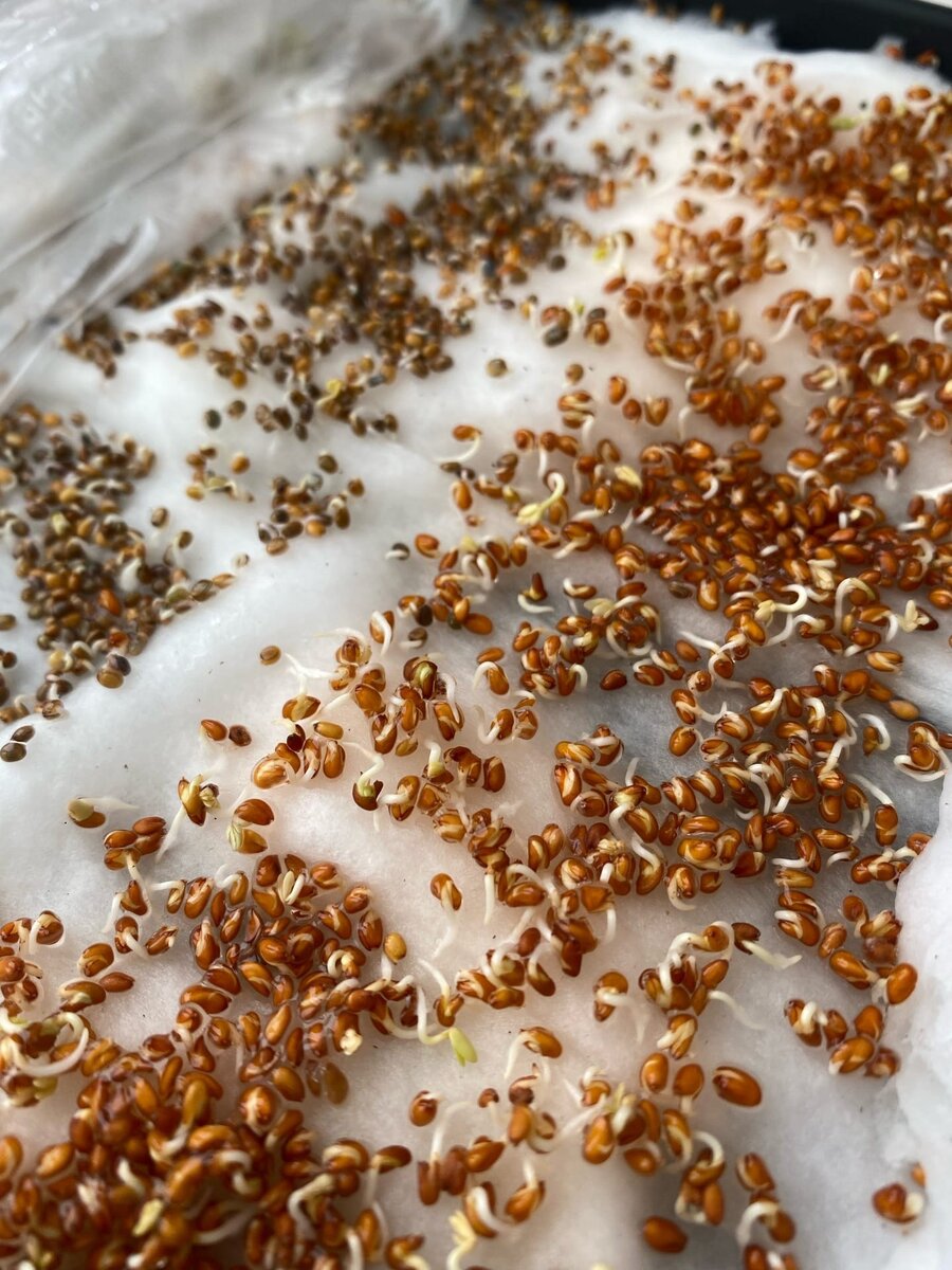 Первый день от посадки. Появились корешки и на некоторых видны уже листочки.