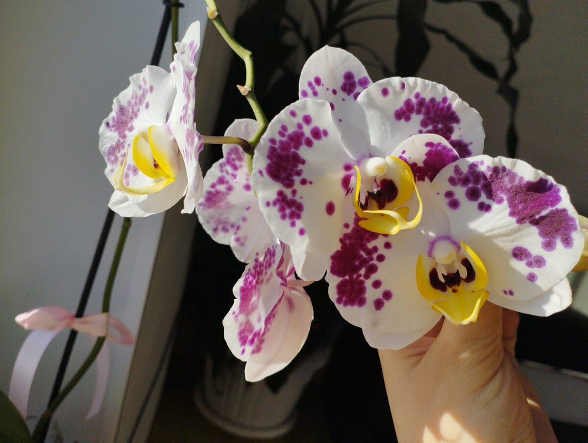 фаленопсис. Первые цветы после болезни.