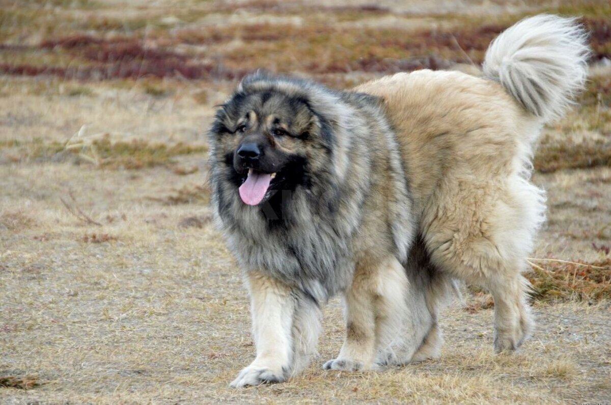 Кавказская овчарка. Фото из Яндекс картинки