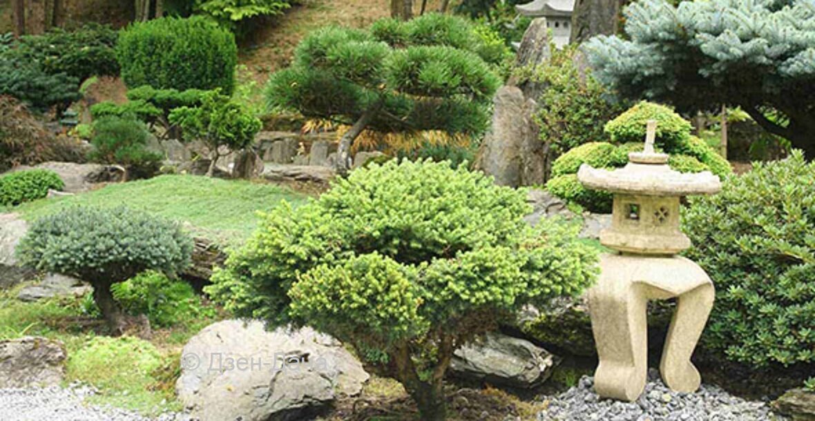 Можжевельники и декоративные элементы в японском саду