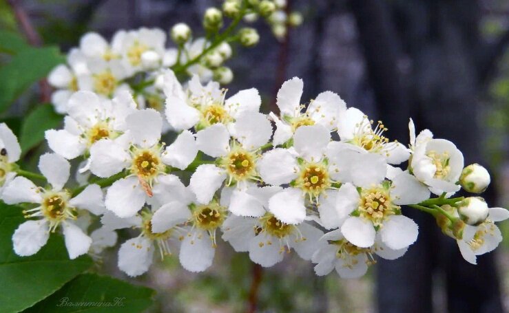 Улыбки весны