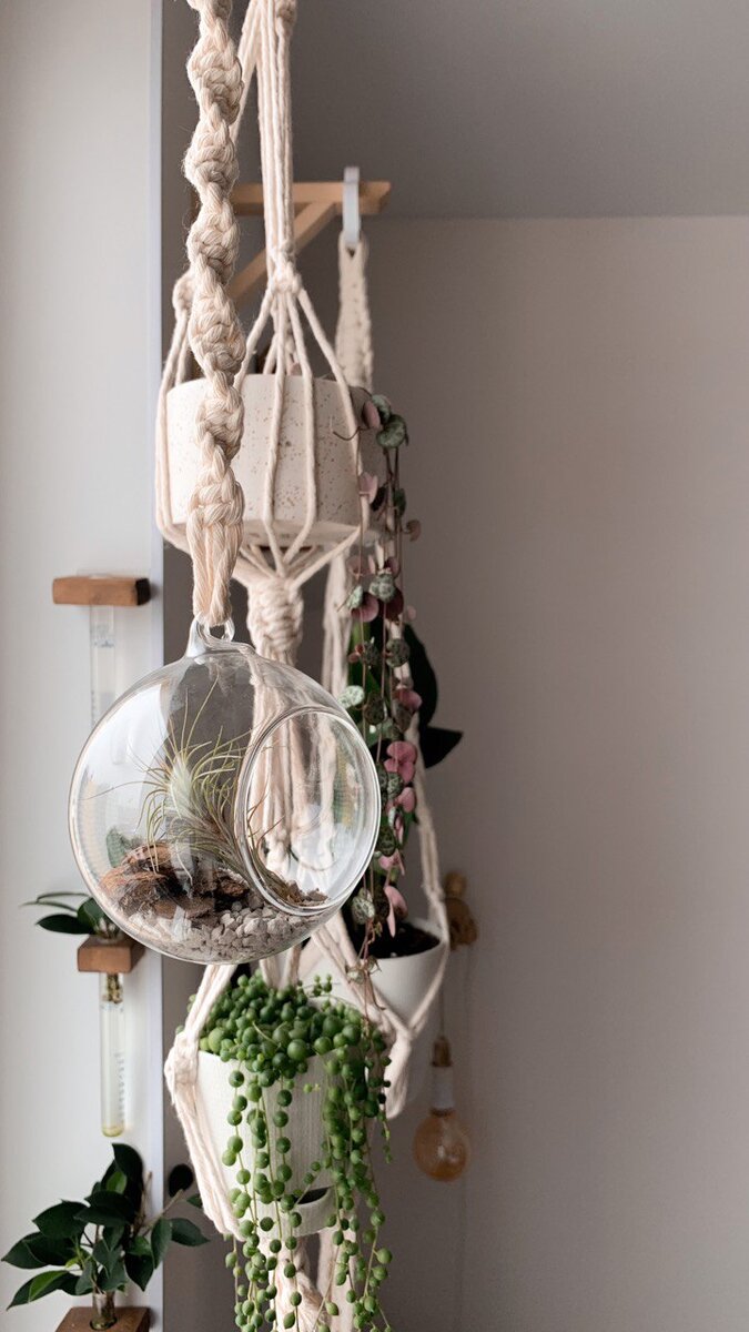 Мои растения на макраме подвесах