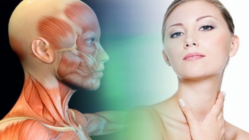 Сильные мышцы груди и плеч — подтянутая шея и овал лица // коллажа автора, изображения freepik.com, daz3d.com