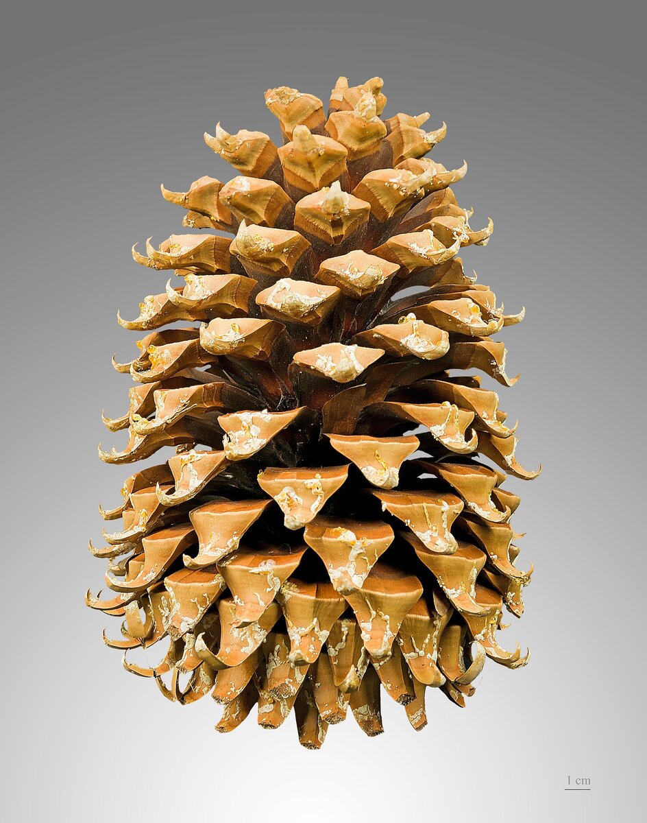  Coulter pine Pinus coulteri