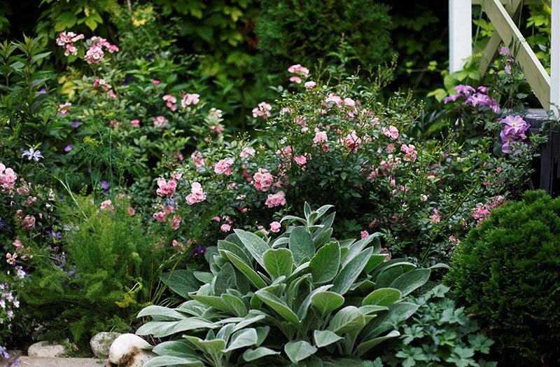     Миксбордер из роз