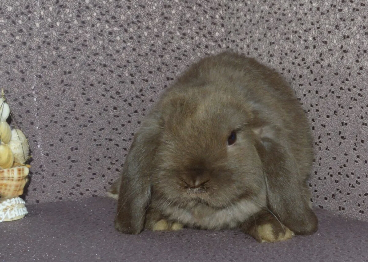 Фото заводчика