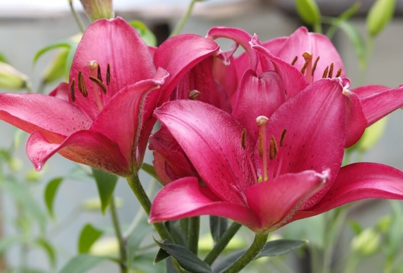 Иллюстрация для статьи используется по стандартной лицензии