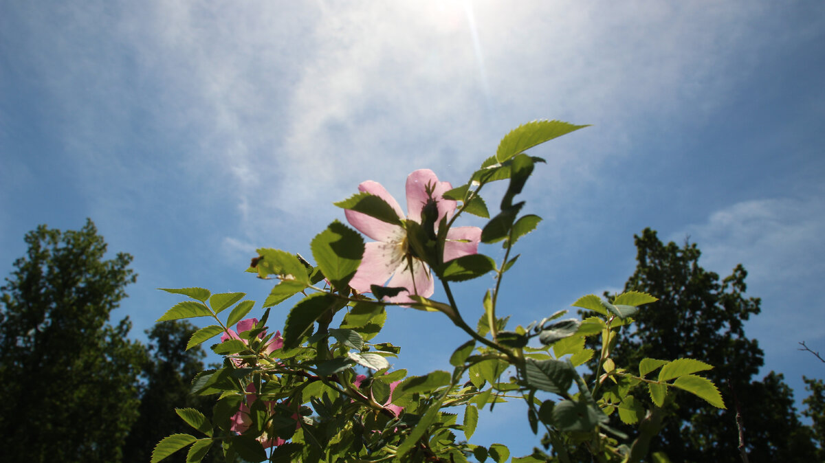 Небо и шиповник