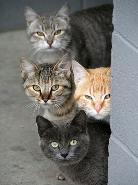 Записки ветеринара. Четыре кота. Смешные хроники, часть 8