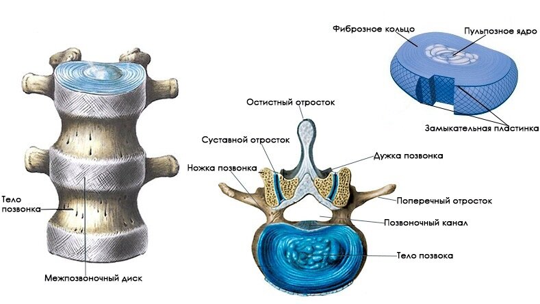 Строение межпозвоночного диска