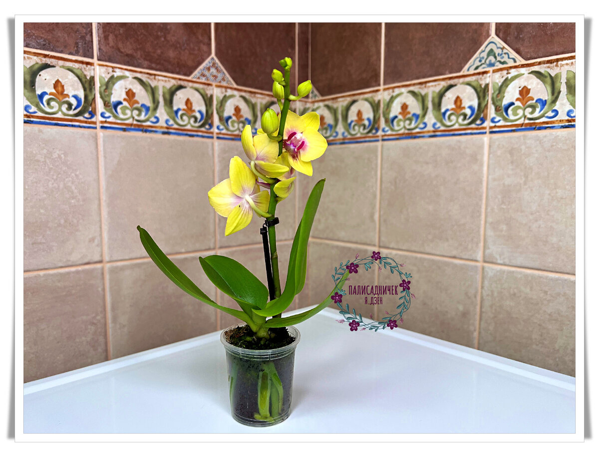 Жёлтенькая. Маленькая. Ладненькая. Диаметр горшочка 6 см, высота растения 15 см.