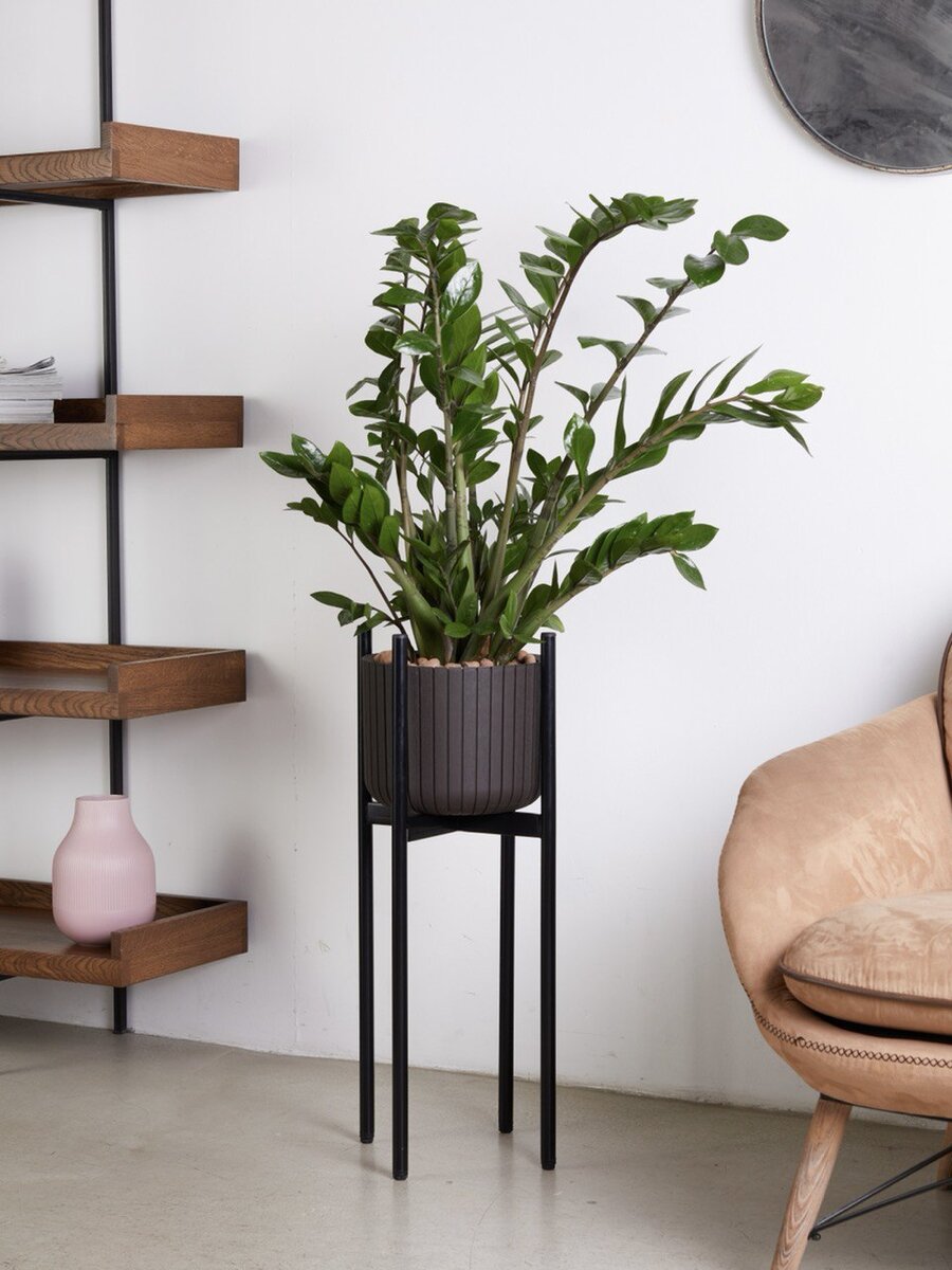 Замиокулькас – крепкое растение. Узор блестящих листьев прекрасно сочетается со стилем напольных подставок.  