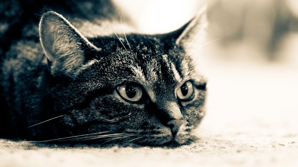 "...Подали коньяк, и все радостно чокнулись.      Бедный котик, наверно, простудился! Может, дать ему выпить антигриппина?
     Услышав это, кот поперхнулся и выплюнул коньяк.
     -- За кого она меня принимает, -- обратился  он  к  Петеру Нья. -- Кот я или не кот, в конце концов!"  (Борис Виан, "Блюз для черного кота")