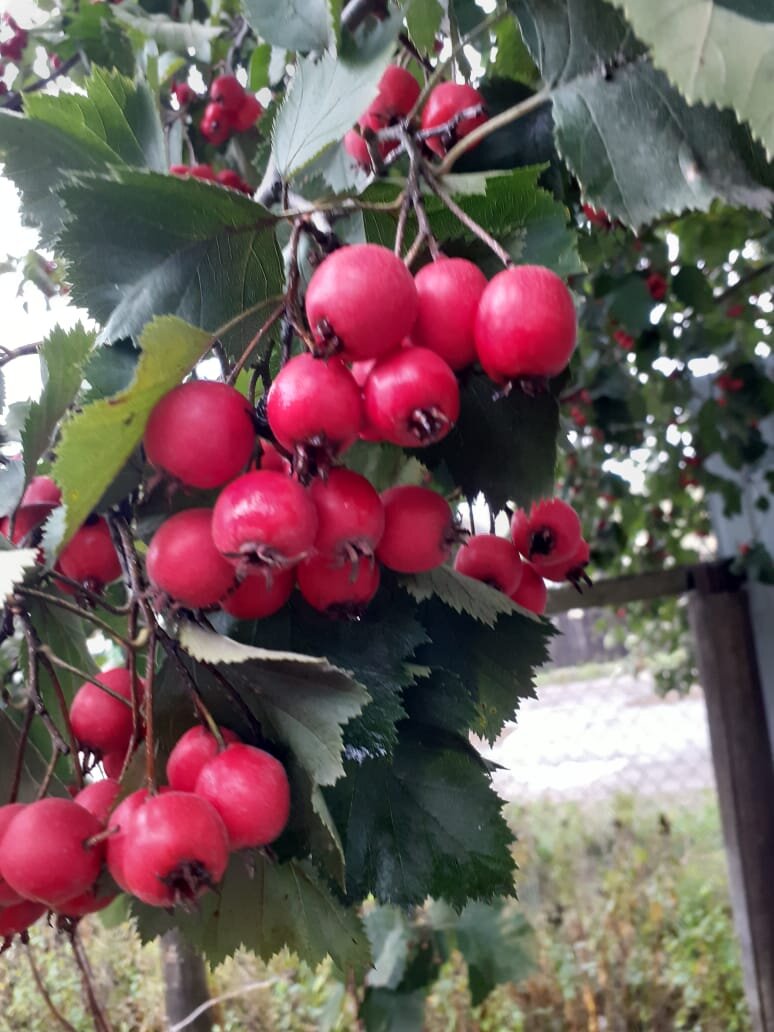 Здесь видно сколько много ягод на нашем боярышнике
