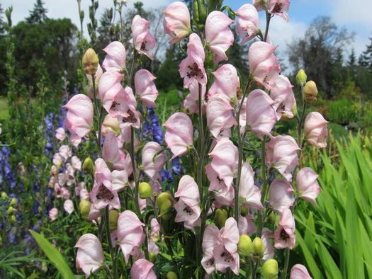 Аконит Pink Sensation