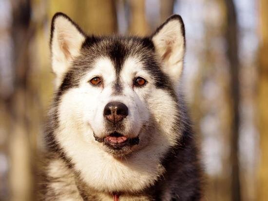     Мобилизованные амурчане могут принести своих животных в приюты Фото: fonwall