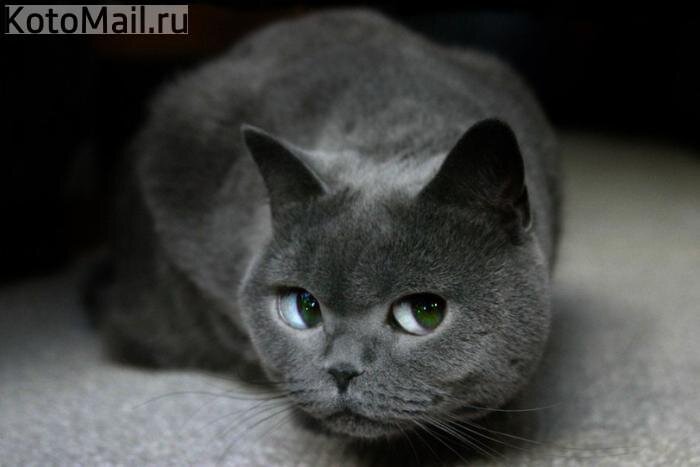 КОТЯКА-СОМНЕВАКА