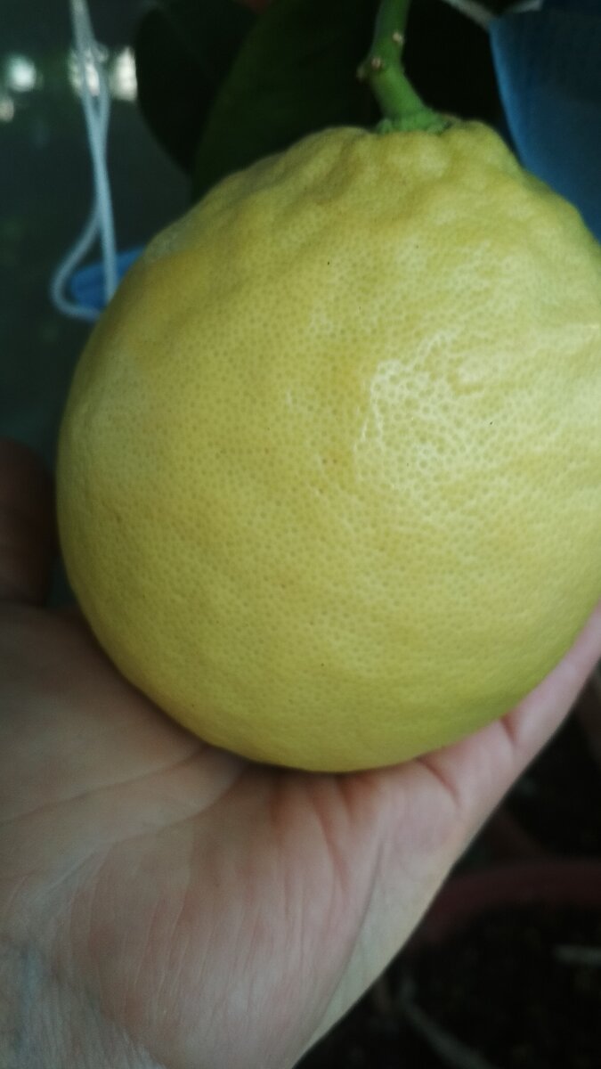 Бугристый, крупный, очень ароматный плод лимона пондероза.