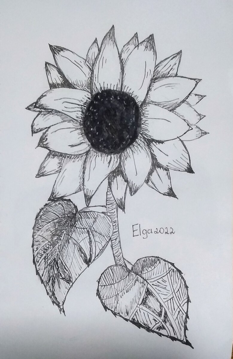 Тема 8 - Подсолнух