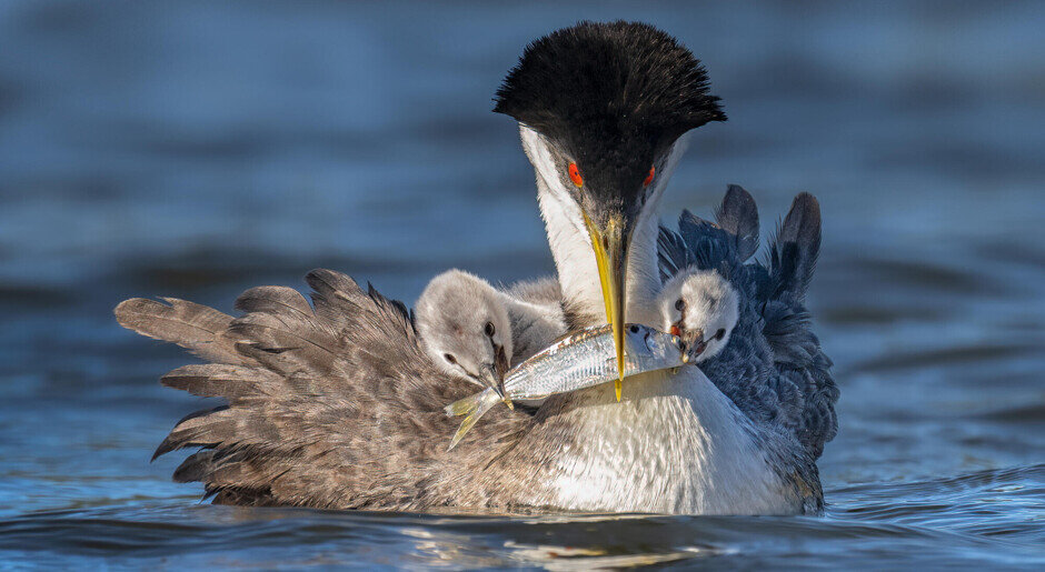    Так выглядят самые фотогеничные птицы в мире. Источник: Audubon Photography Awards