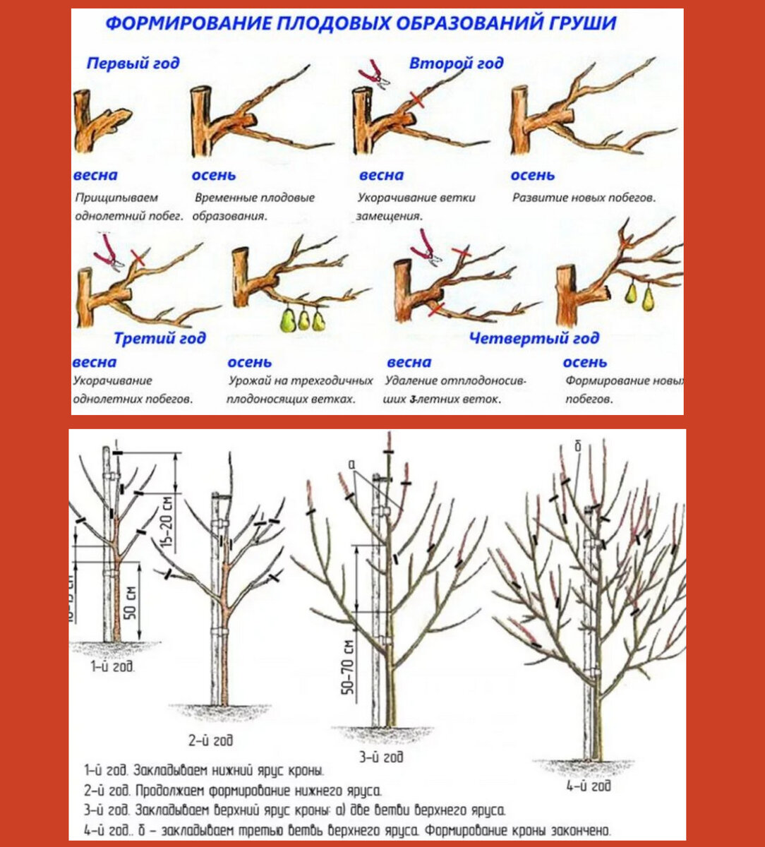 Обрезаем грушу, какие ветки удалять для хорошего плодоношения в следующем  году | Сад, огород по-новому | Дзен