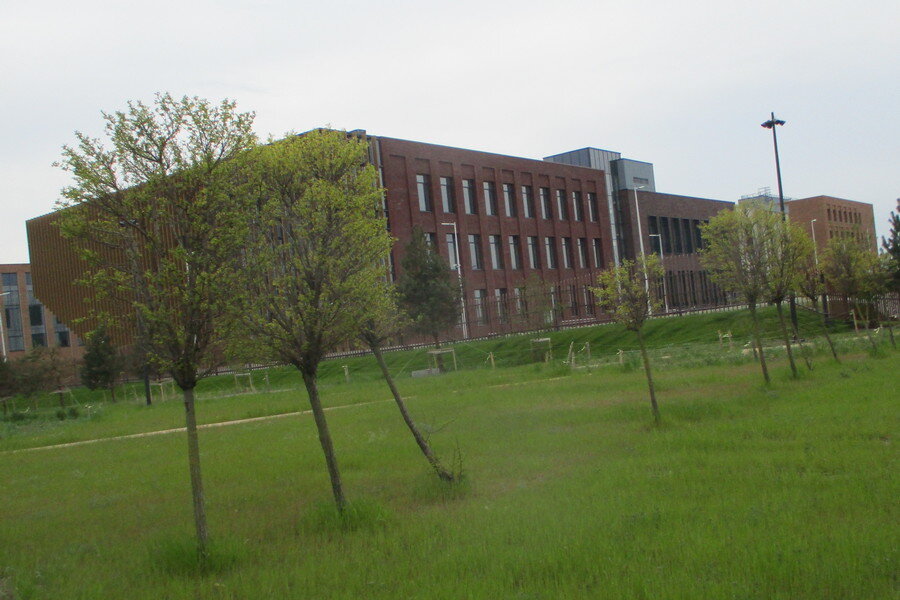 Подлежащие вырубке робинии. Фото с сайта администрации Калининграда