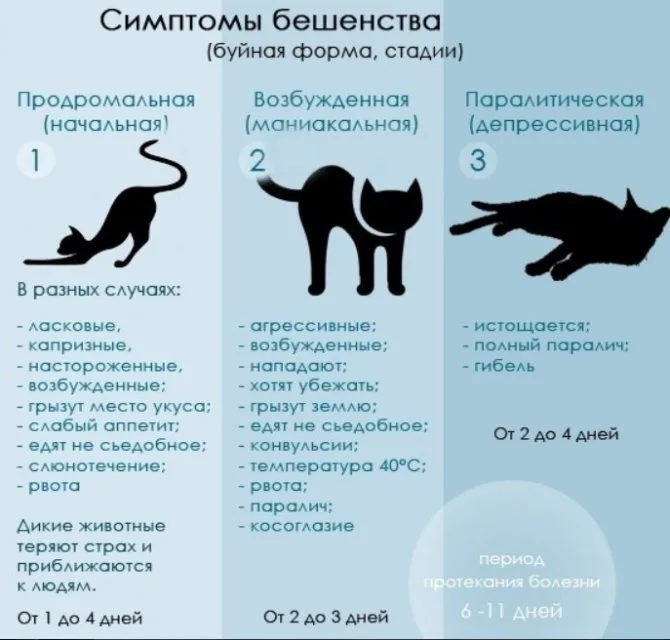 Как определить что у кота бешенство. Бешенство у кошек симптомы. Симптомы бешенства у кота. Кошачье бешенство симптомы.