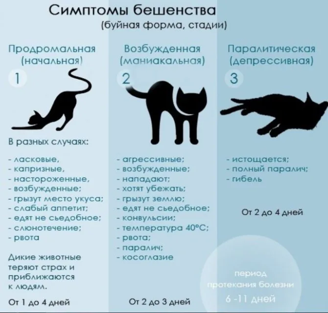 Как выглядит бешеный кот