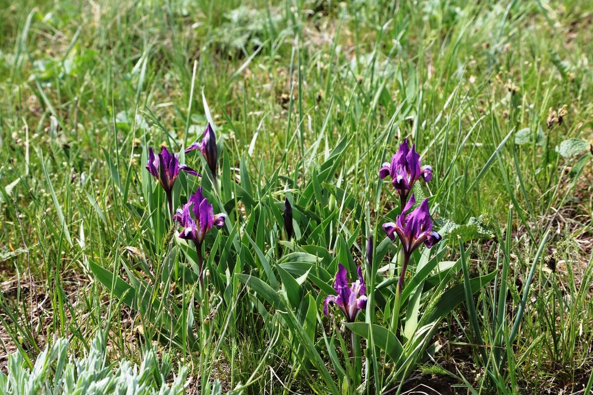 Да, дикие ирисы. 19.04.2014  12:28:06