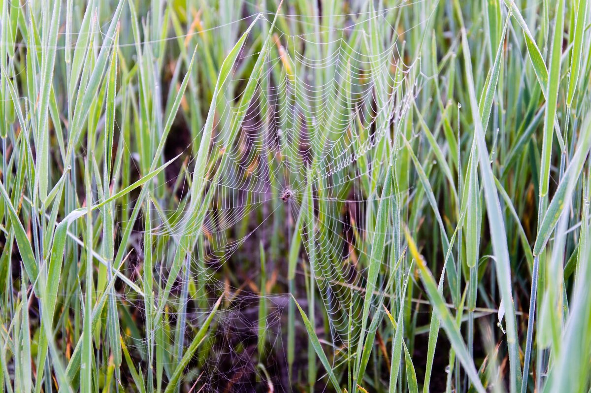 Смотрите как символично. Паук США, опутал мир паутиной, но разрыв пошёл.   