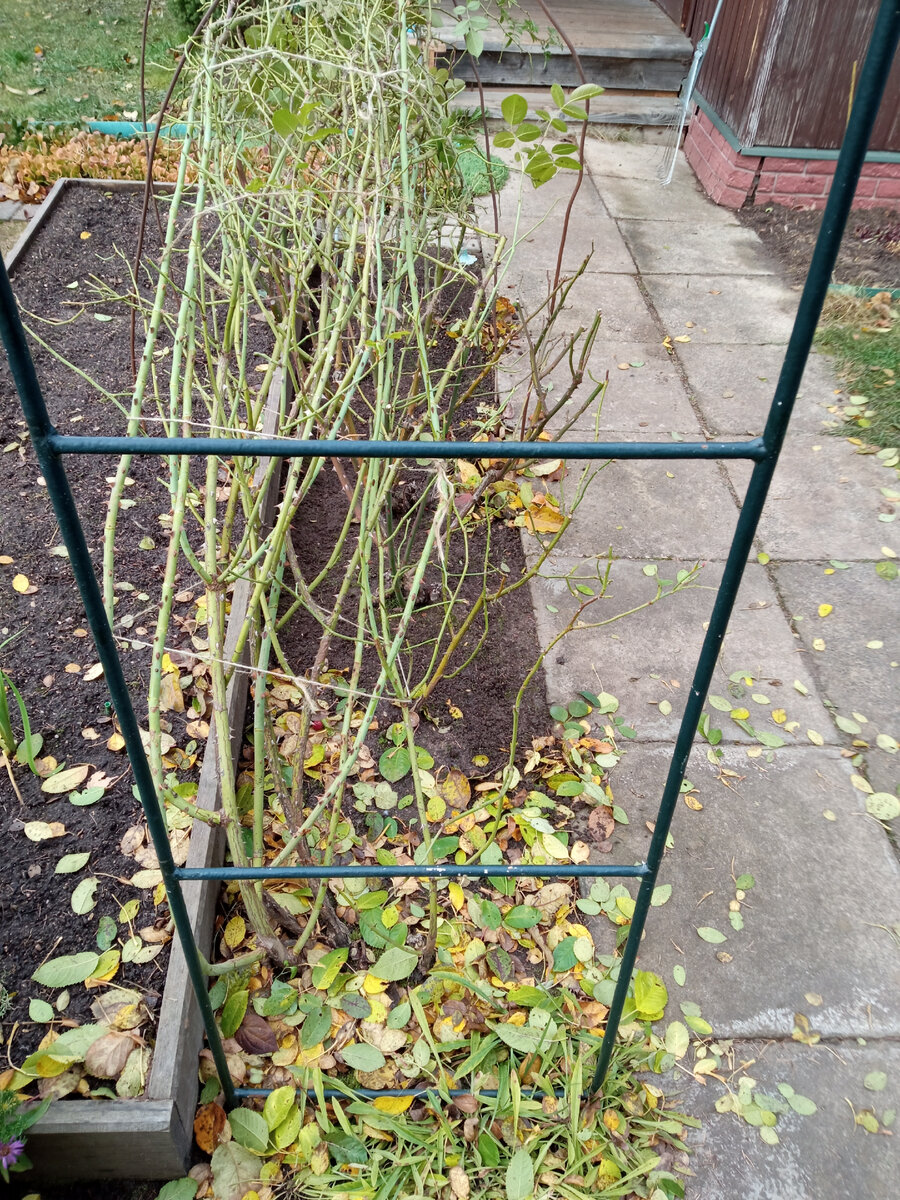 У плетистой розы оборваны почти все листья. 