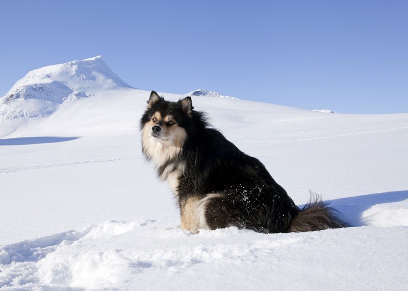 Финский лаппхунд: Овчарка с волчьими корнями. Порода сурового севера, способная пасти тысячное стадо оленей и спать на голом снегу