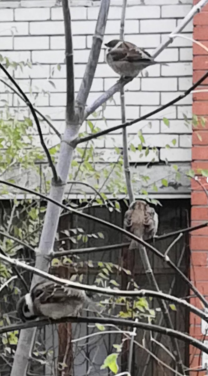 Птахи уже готовы к зимним угощениям! 