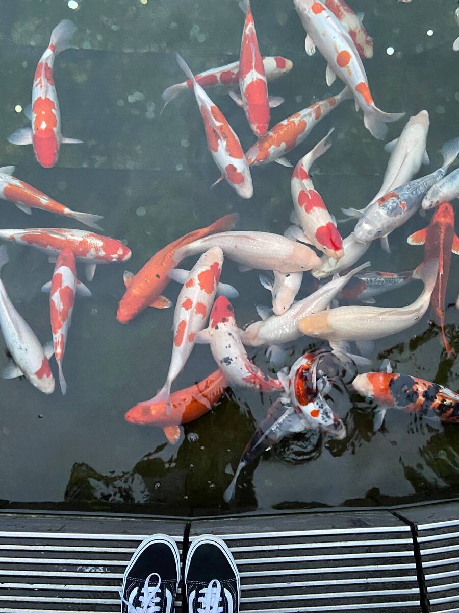 карпы кои в парке Галицкого , ноябрь 2022