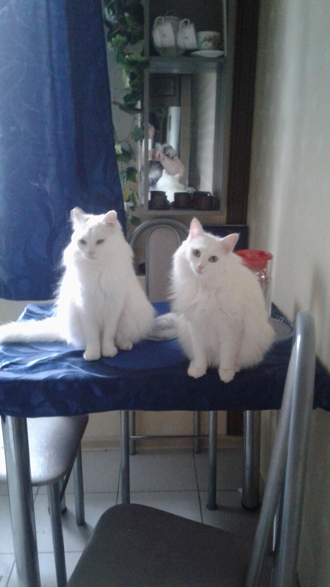 Беляш и Салли 