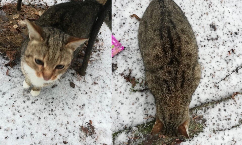     Несчастная кошка и её детки не выживут в ноябре. Фото: Нина Шлапак