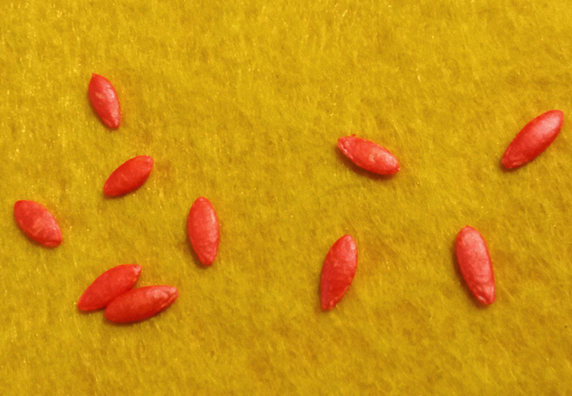 Семена огурцов F1 "Гармонист". Ранние, без опыления, в узле до 8 завязей. Фото автора.