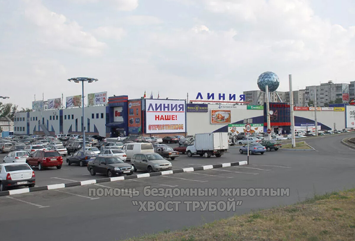 На огромной парковке возле торгового центра на солнышке пытался согреться  крошечный котенок. | Хвост Трубой | Дзен