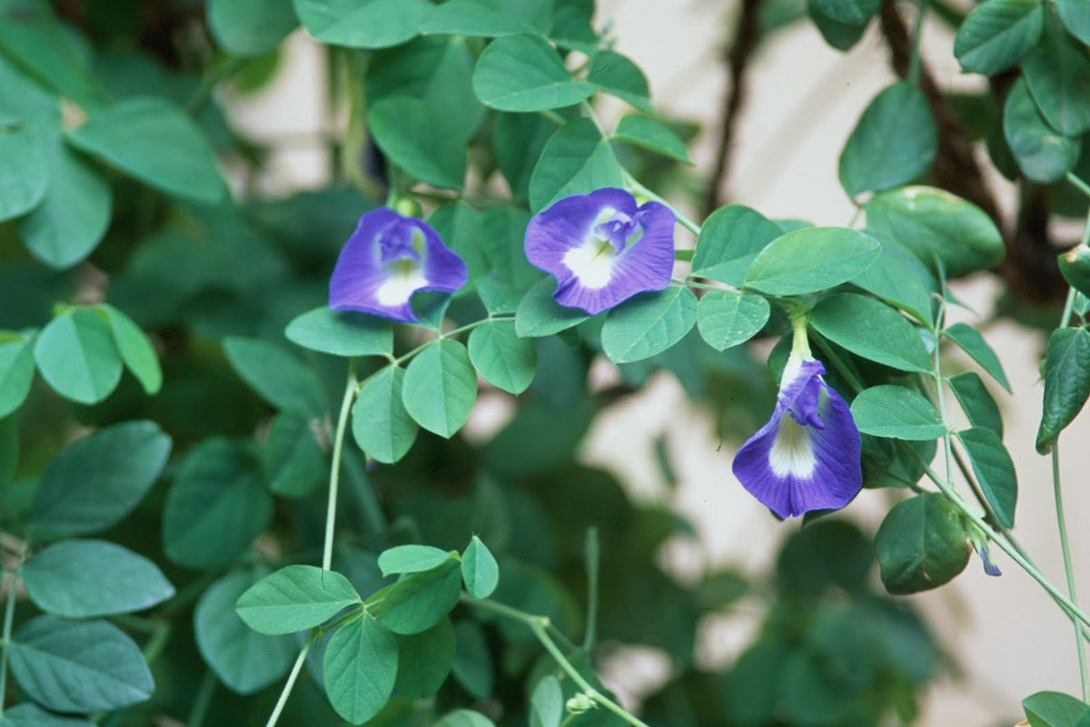 Синий чай Butterfly Pea Tea (анчан или клитория тройчатая (Clitoria ternatea)