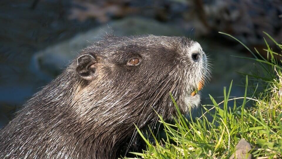     В парке рядом с ЖК «Светлая долина» бобры помогли снести аварийные деревья. Об этом на деловом понедельнике сообщил председатель комитета внешнего благоустройства Казани Игорь Куляжев.
