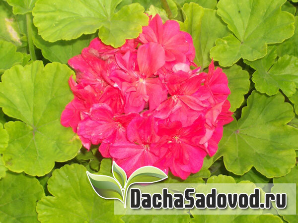 Пеларгония (герань). Фото автора (dachasadovod.ru)
