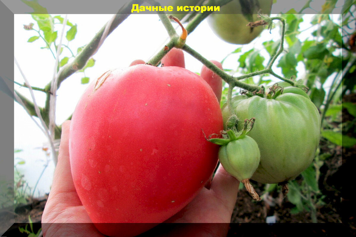 Сорт томата батяня фото