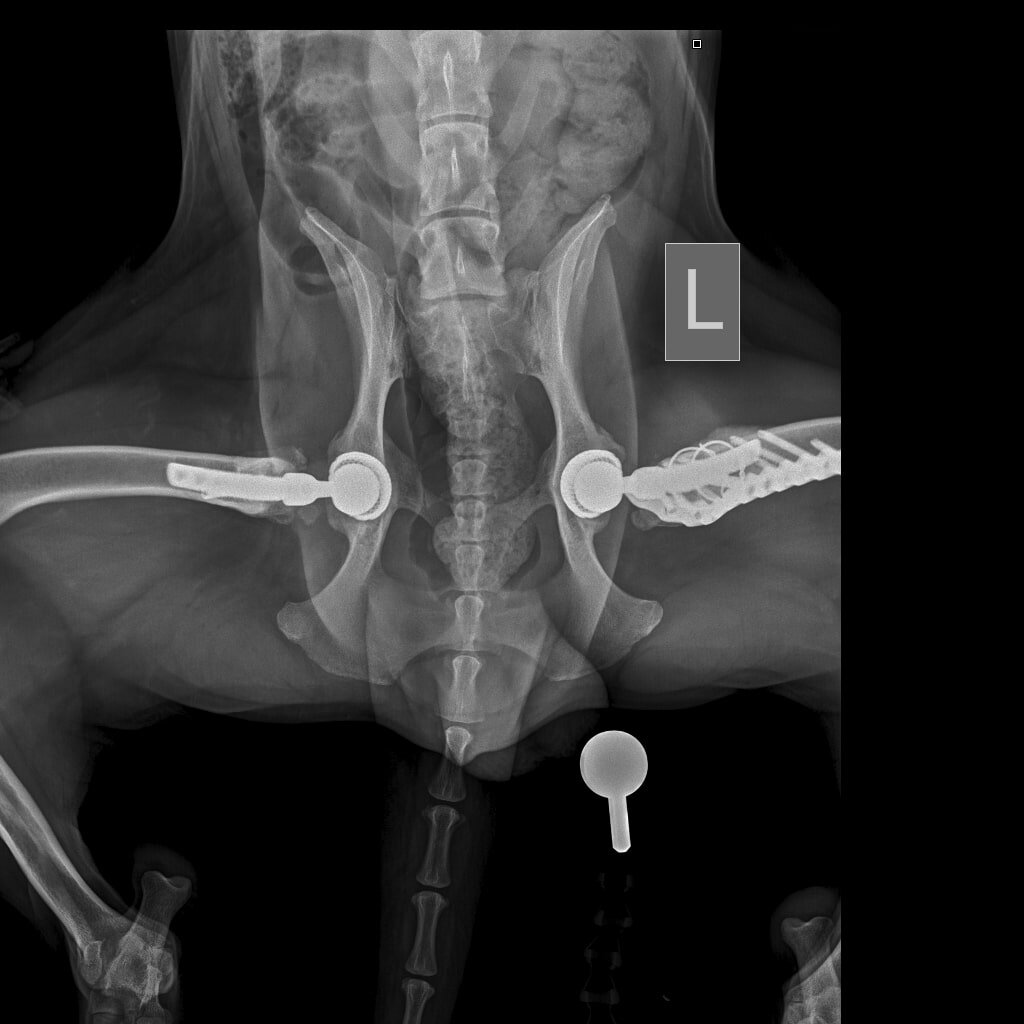 Так выглядит тазобедренный сустав Бруно после двух операций. "Железный мальчик"
