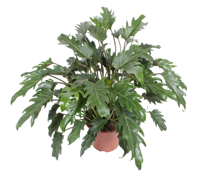 Листва и форма