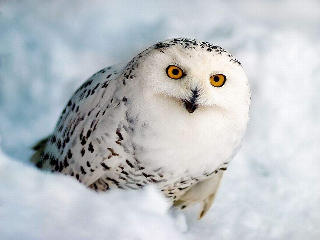 Полярная сова похожа на птицу из волшебной сказки.